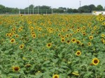 Honda forest flower garden