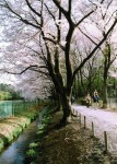 Row of cherry blossom trees along the Honda green path