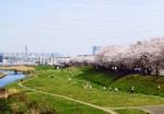 The cherry blossom levee along the river bed of the Yanase River