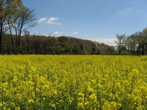 本多の森お花畑