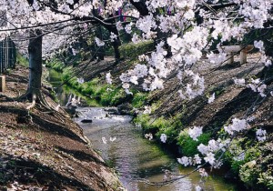 本多緑道の桜