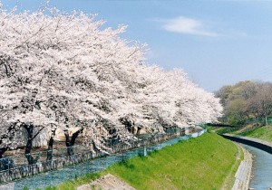 黒目川沿いの桜並木