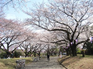 栄緑道の桜