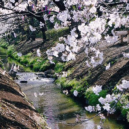 本多緑道の桜