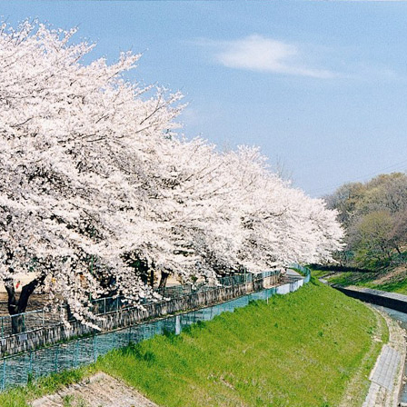 黒目川沿いの桜