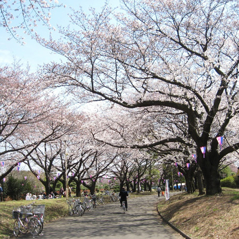 栄緑道の桜