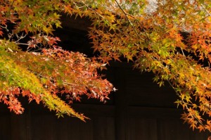 平林寺紅葉の画像