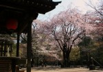 4月8日撮影　平林寺