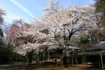 4月2日撮影　平林寺