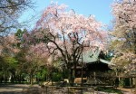 4月8日撮影　平林寺