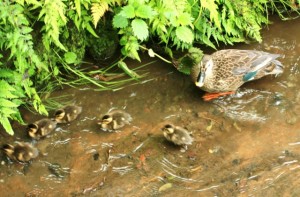 平成26年5月1日撮影　野火止用水のカルガモ親子3