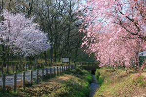 nishibunn sakura