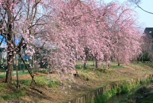 nishibunnshidaresakura