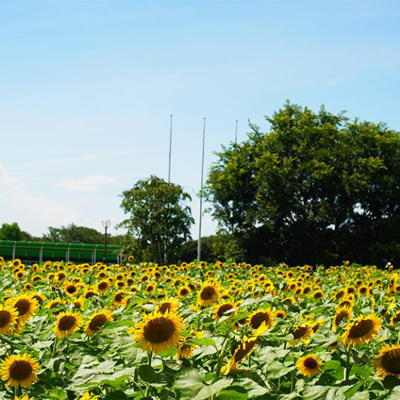 本多の森お花畑　ヒマワリ畑